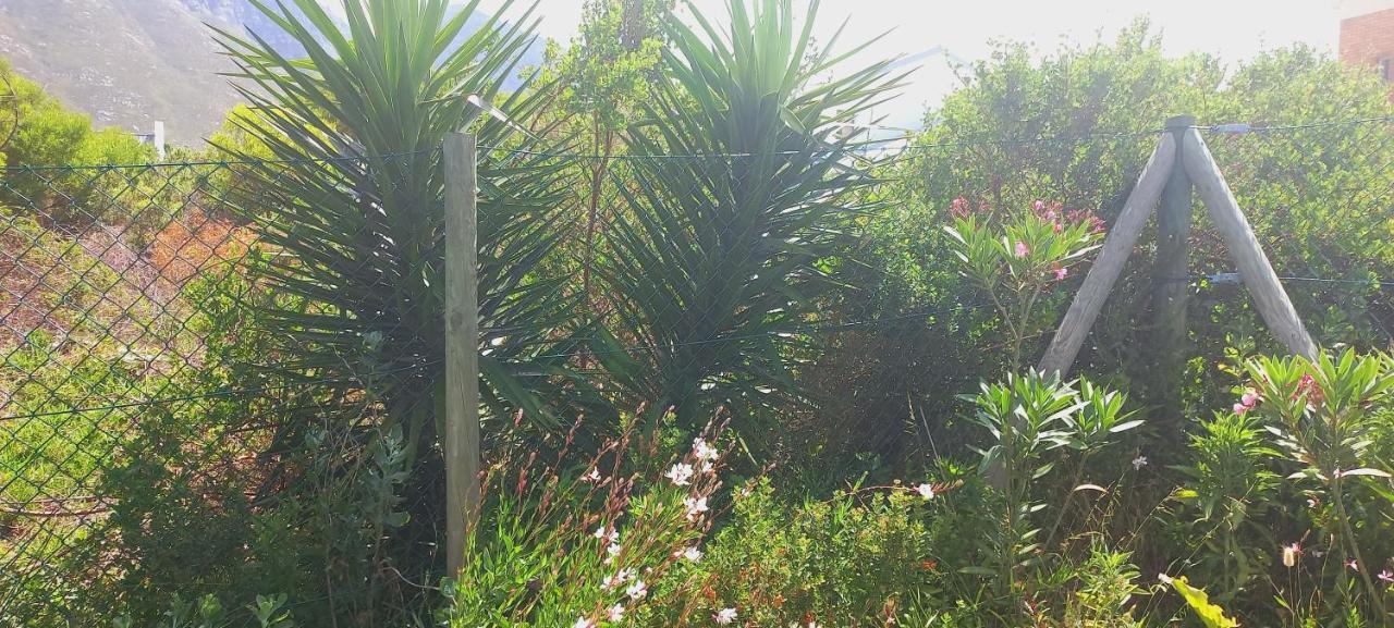 Cat Nap Cottage Bettyʼs Bay Esterno foto