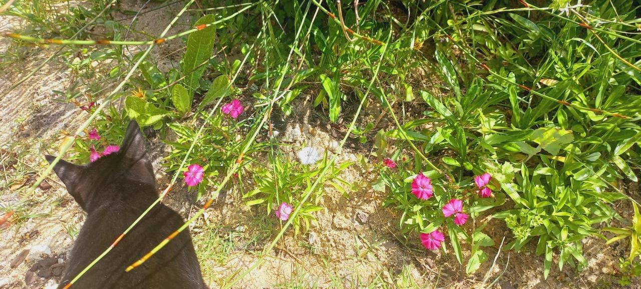 Cat Nap Cottage Bettyʼs Bay Esterno foto